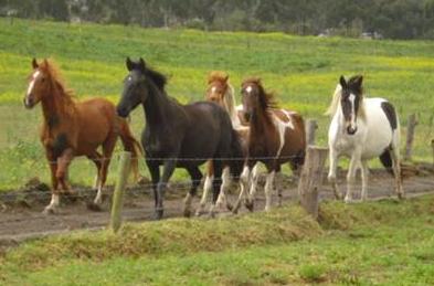 Cabalgata
